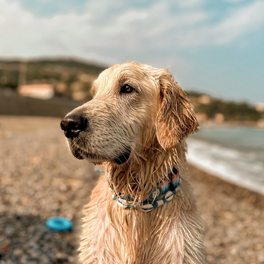 Colar Conchas Repelente