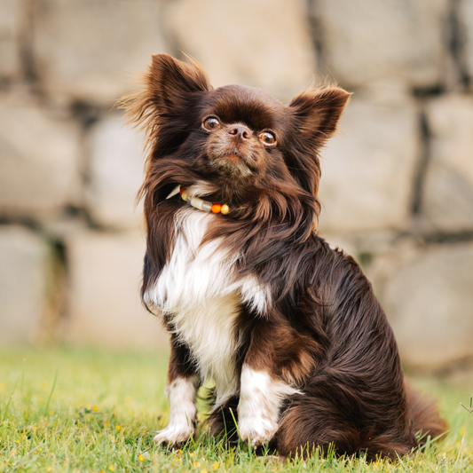 Colar Repelente Felicidade