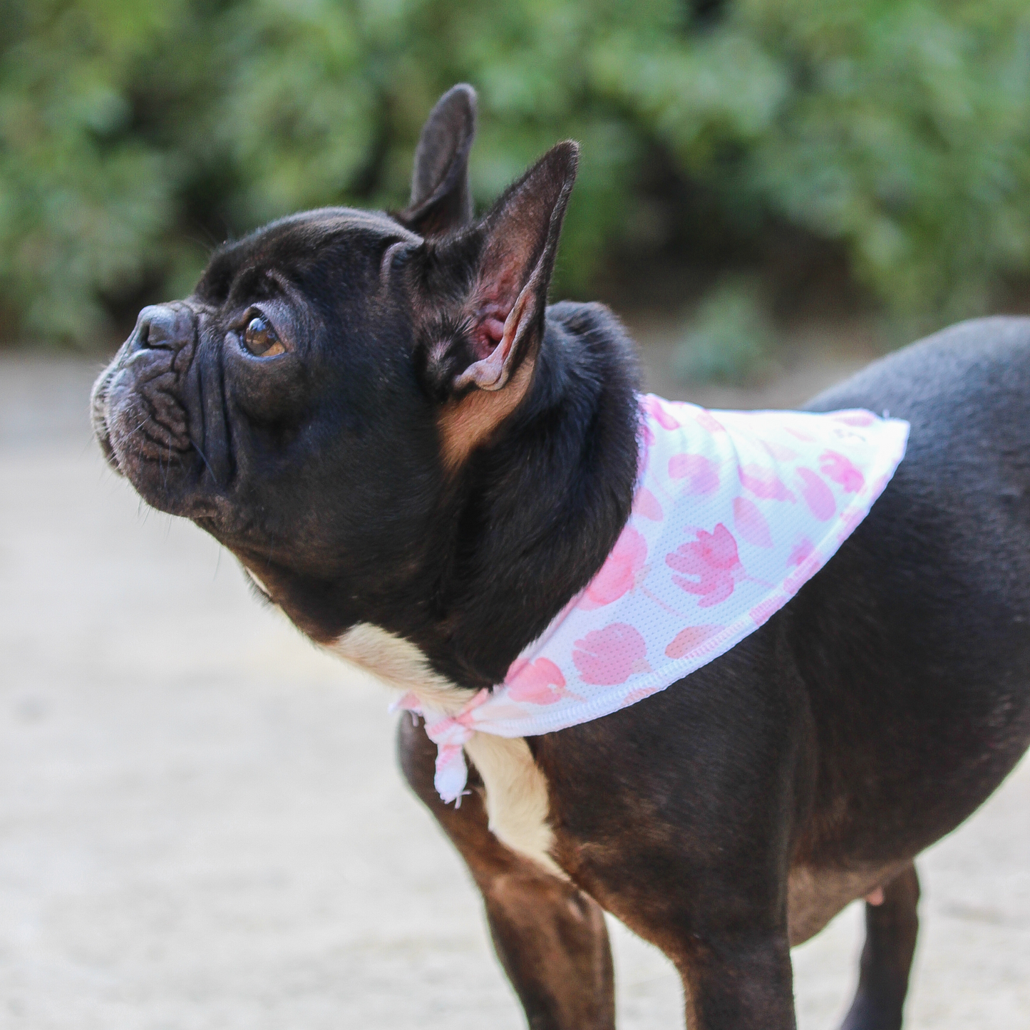 Bandana Rosa