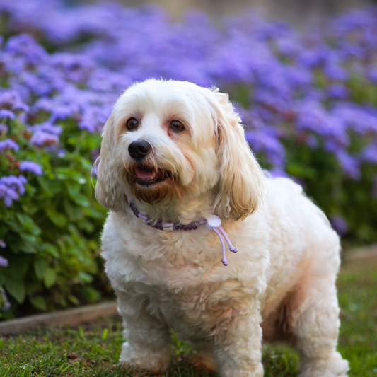 Colar Repelente Paracord Lilás e Roxo