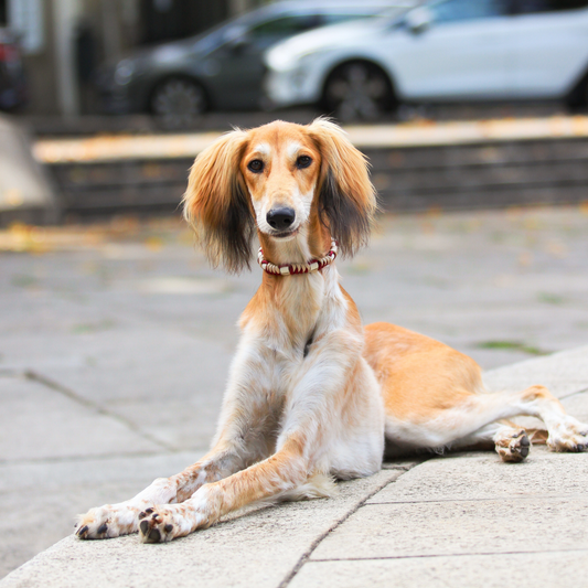 Colar Repelente Paracord Bordeaux e Bege