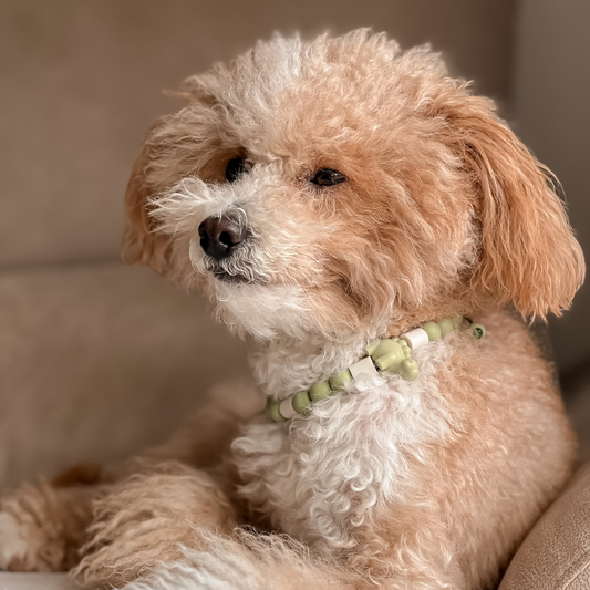 Collar repelente de dinosaurios