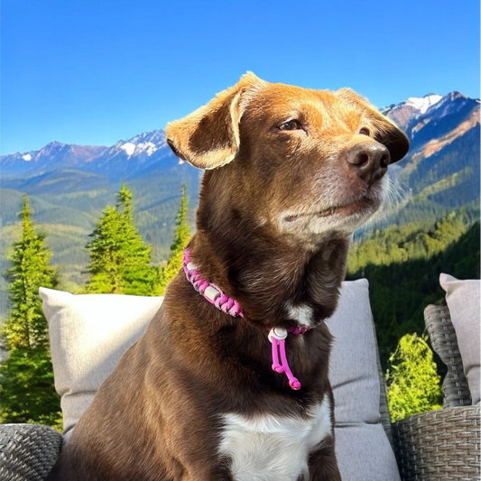 Collar reflector rosa