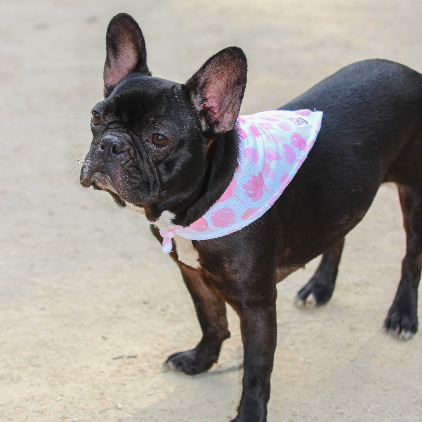 Bandana Rosa