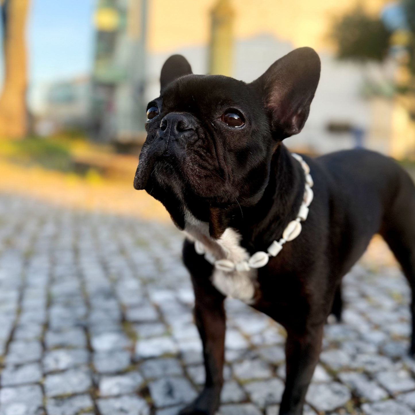 Collar de concha repelente