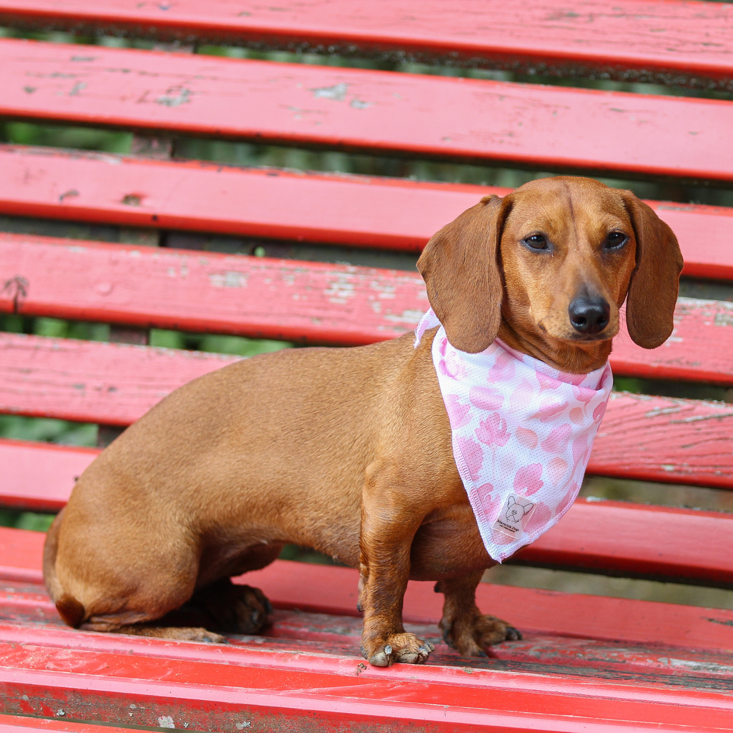 Bandana Rosa