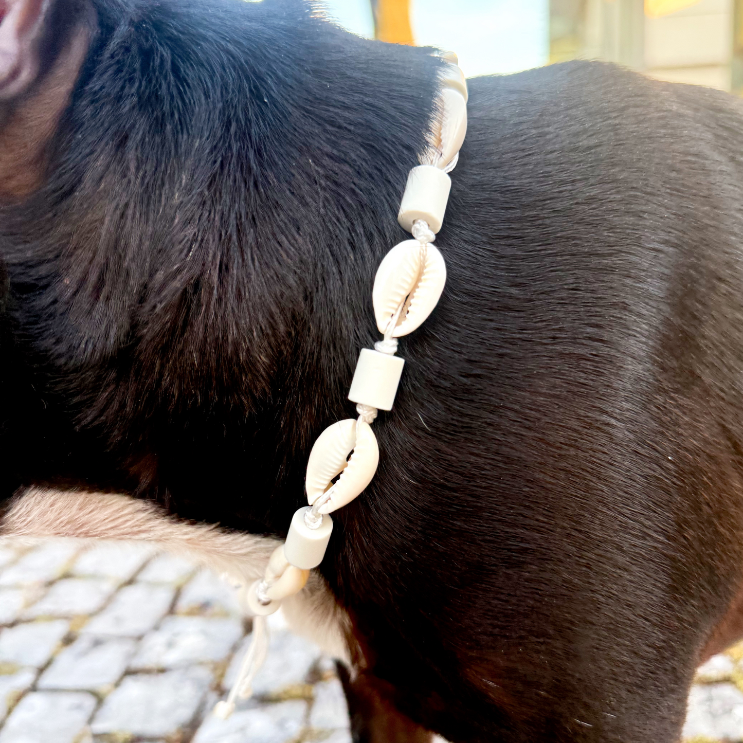 Collar de concha repelente