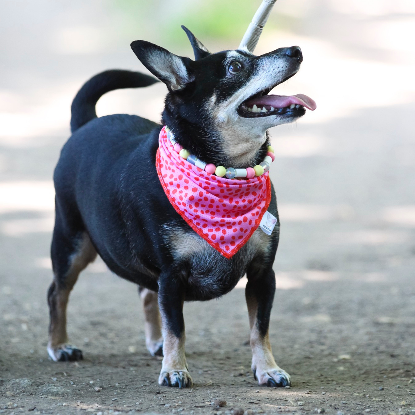 Bandana de Verão Rosa e Vermelha