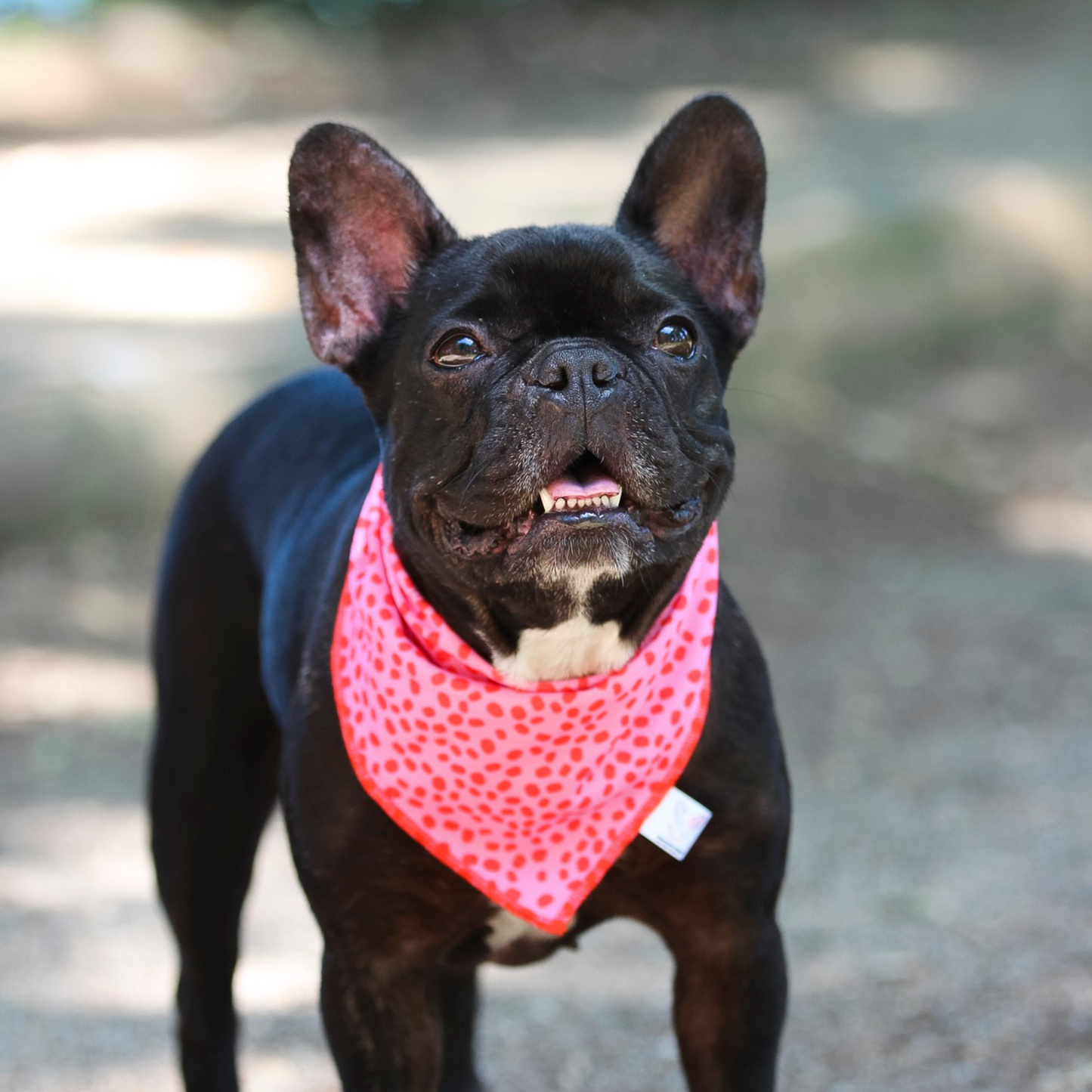 Bandana de Verão Rosa e Vermelha