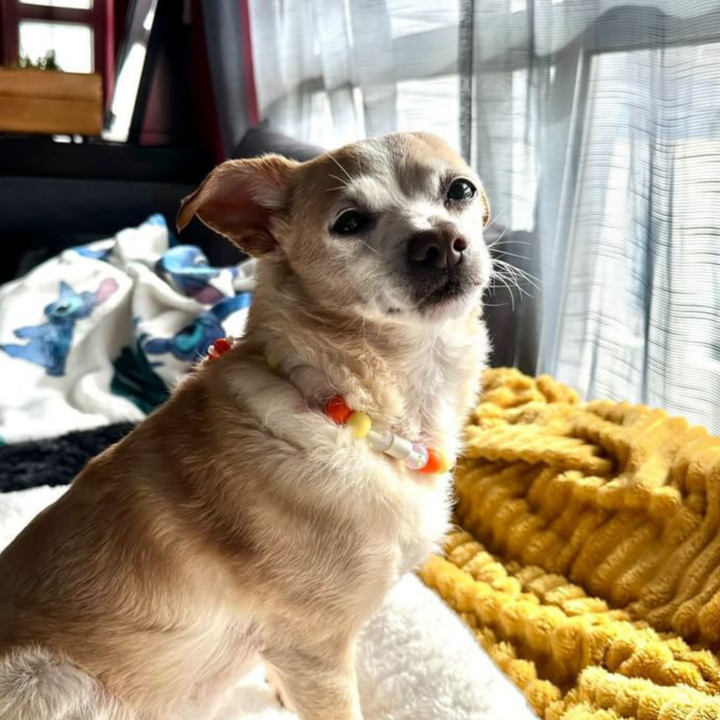 Collar repelente de la felicidad