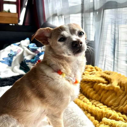 Collar repelente de la felicidad