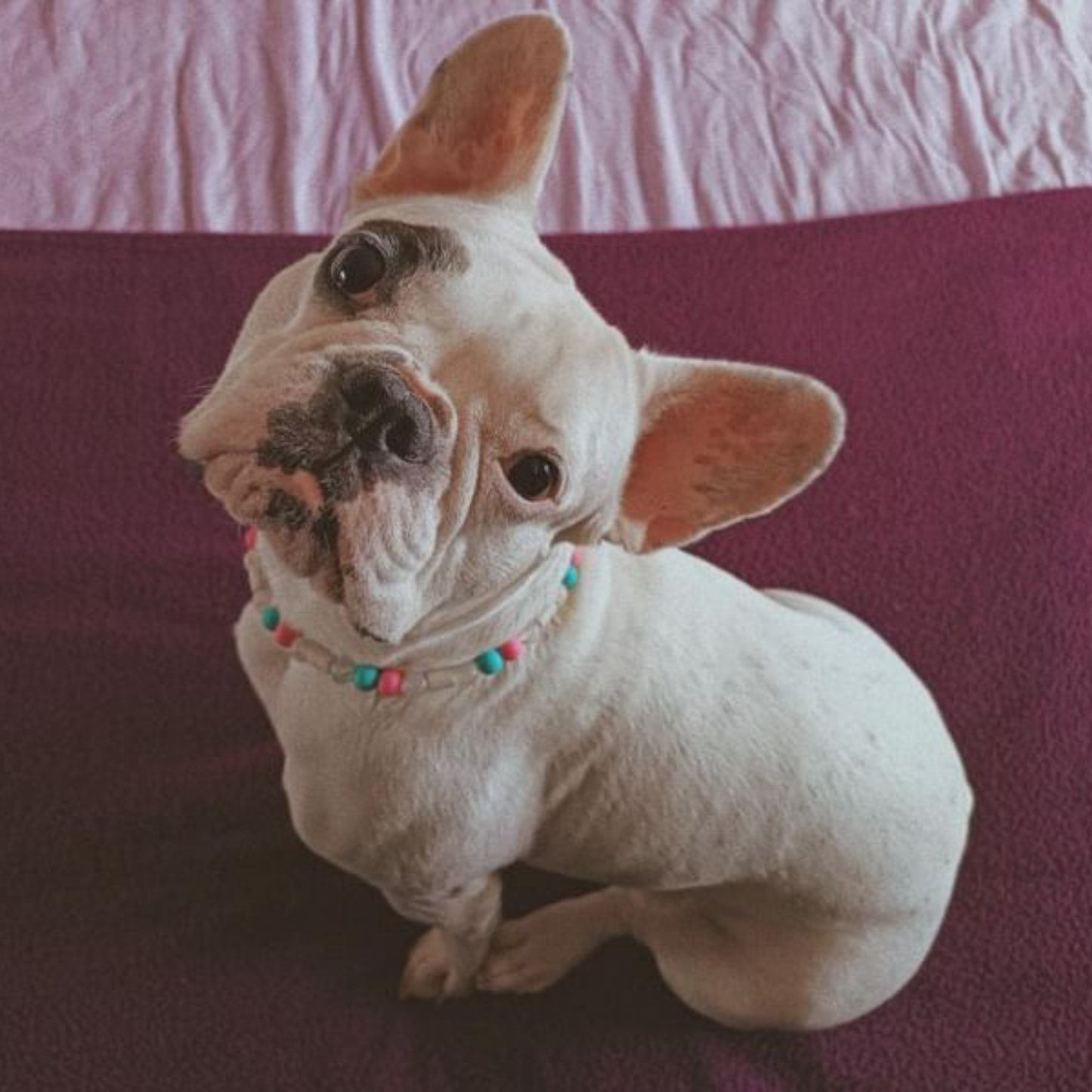 Collar repelente de confianza