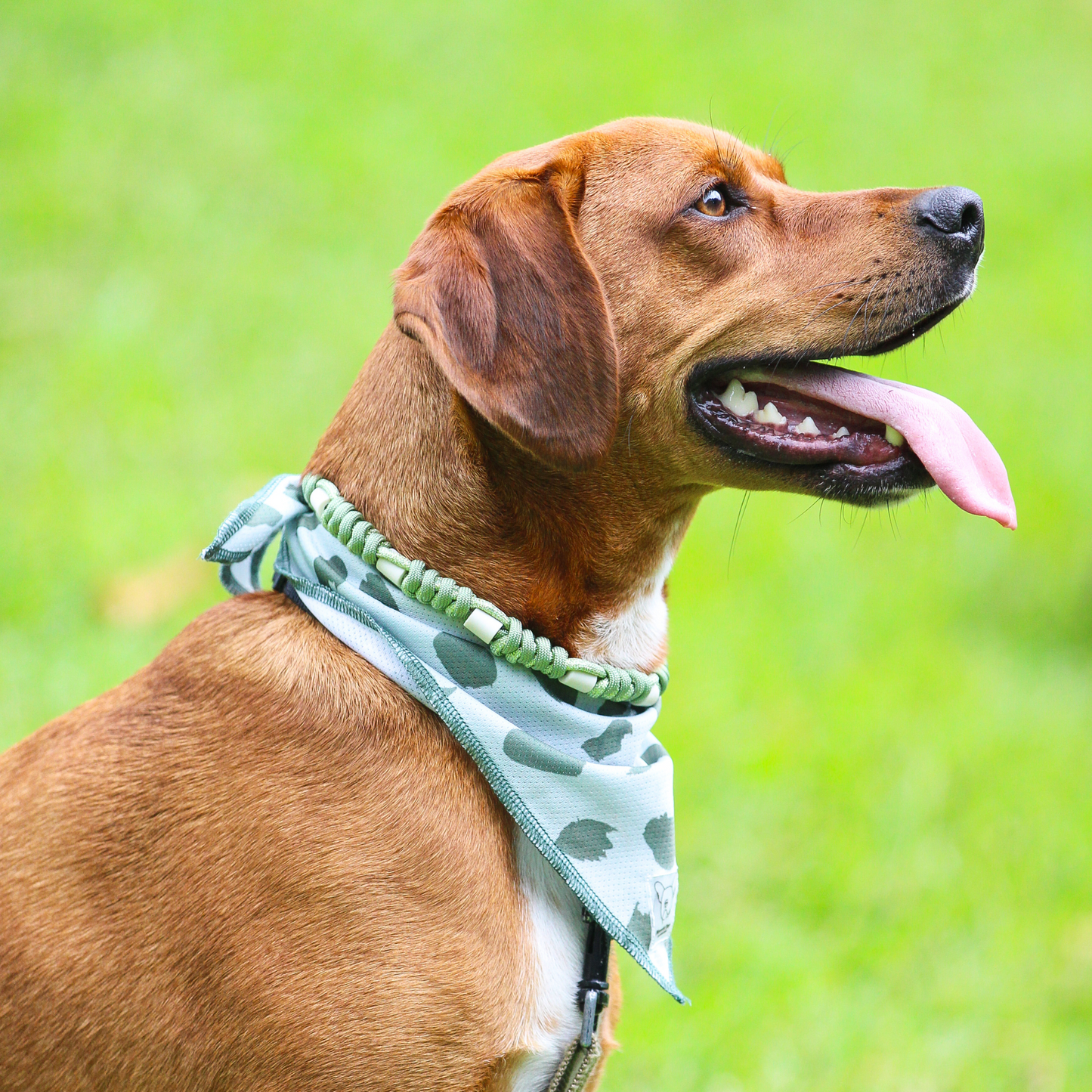 Bandana Verde