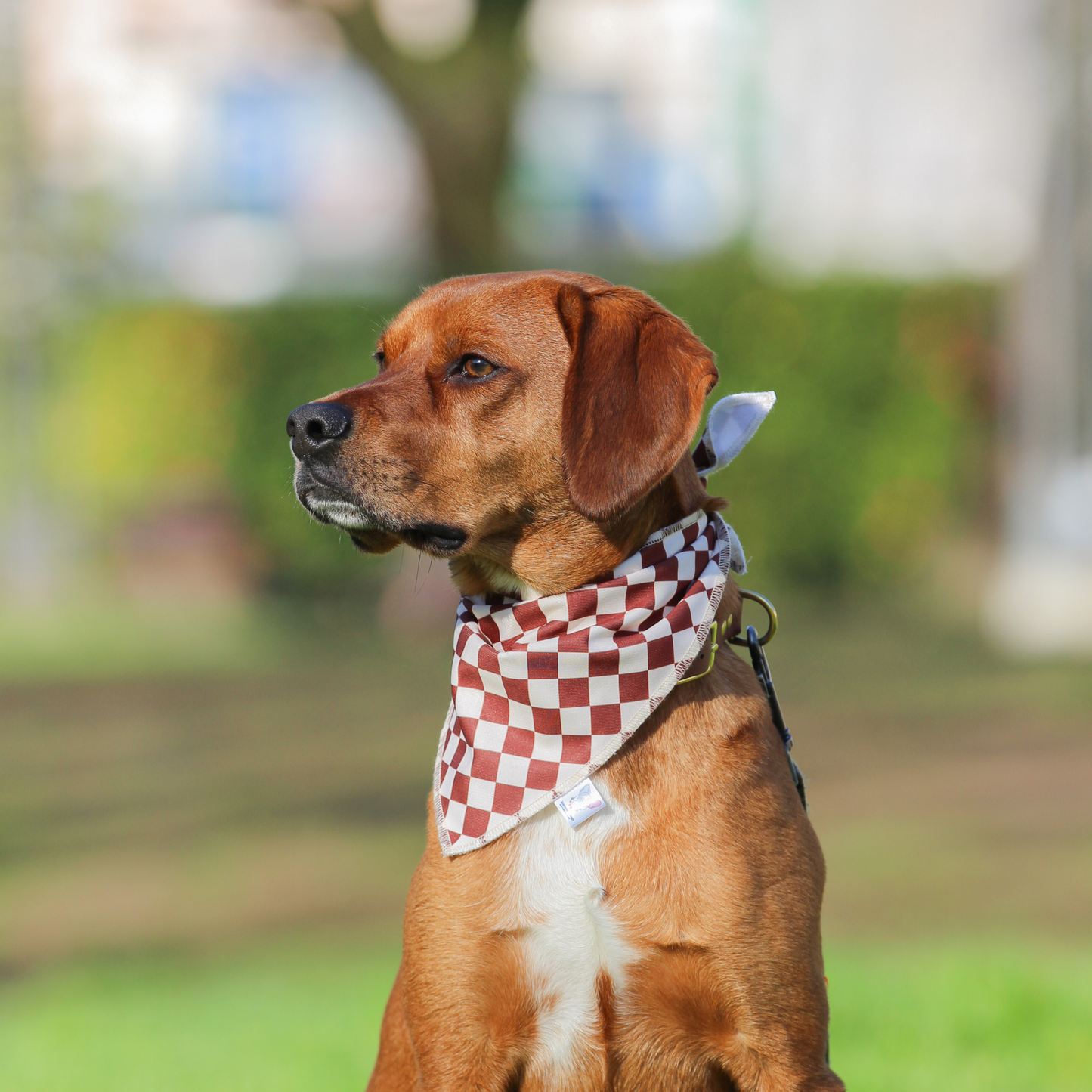 Bandana marrón