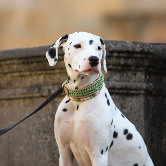 Coleira Trança Larga